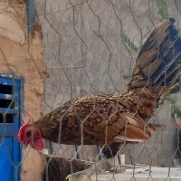 خروس سیبرایت