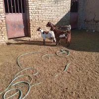 بز شیری ذات دار