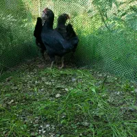 مرغ دورگ لاری دم تخم|حیوانات مزرعه|تنکابن, |دیوار