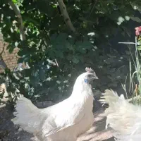 مرغ آیام سمانی سفید