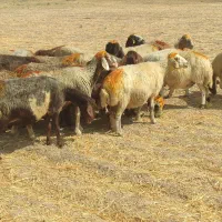 راس82میش داشتی جوان