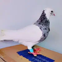 کفتر طوقی ماده شازده