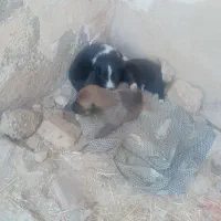 توله سگ پاکوتاه