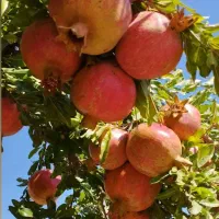 ثبت آگهی