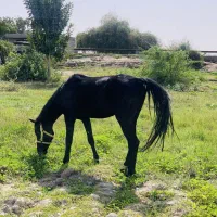 اسب