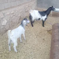 گیسه ابستن با کهره نر