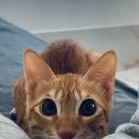 واگذاری گربه خانگی|گربه|کیش, |دیوار