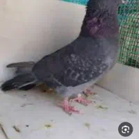 نژاد خوب معاوضه با طوقی