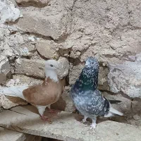 ۶۰۰۰۰۰۰