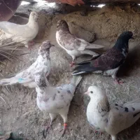 کفتر پرشی