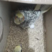 سه جفت عروس سالم بازیگوش