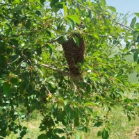 عسل طبیعی