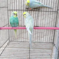 یک جفت مرغ عشق رینبو و یک عدد نر|پرنده|کارون, |دیوار