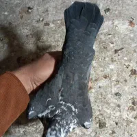 یا ماده سینه سفید فروشی هست قیمت  ۲۲۰۰ هست|پرنده|برازجان, |دیوار