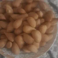 بادوم تلخ