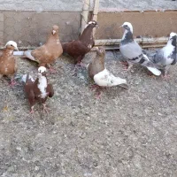 کبوتر عرب