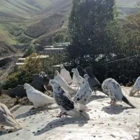 کفتر|پرنده|گرمی, |دیوار