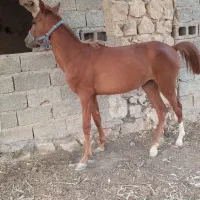 مادیون ترکی|اسب و تجهیزات اسب‌سواری|شیبکوه (فارس), |دیوار