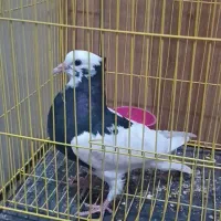 کفتر طوقی سیاه کلاهب