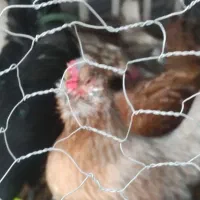 تخم نطفه دار مرغ گلین|حیوانات مزرعه|نجف‌آباد, امیرکبیر|دیوار