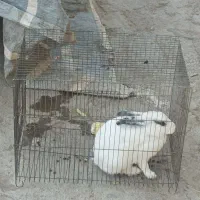 خرگوش