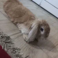 خرگوش گمشده