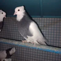 کبوتر طوقی ،یهودی ،افغان و طوطی برزیلی|پرنده|پاکدشت, خاتون آباد|دیوار