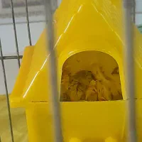 فنج جوجه دار