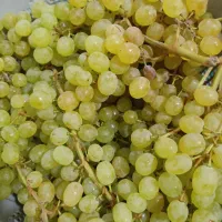 انگور عسگری مخصوص شیره بدون خرابی