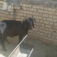 بره
