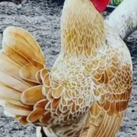 نیمچه سبرایت بوف