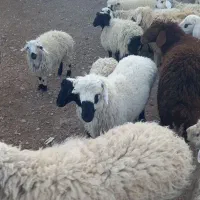 گراند تروشت