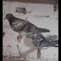 ۱۲ عدد کبوتر رنگی و