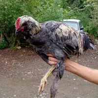 مرغ وخروس زینتی و محلی