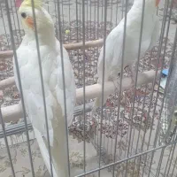 یک جفت عروس هلندی و طوطی برزیلی