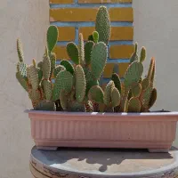 بونسای کراسولا(خرفه)+کاکتوس|گل و گیاه طبیعی|اسلامشهر, شهرک واوان|دیوار