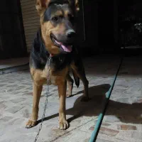 ماده ژرمن|سگ|کاشان, شهرک فرهنگیان|دیوار