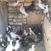 کفتربوم پرشی