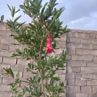 فروش باغ در منطقه بسیار خوش آب و هوا