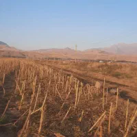 زمین برجاده اصلی میانراهان.سنقر|فروش زمین و ملک کلنگی|دینور, |دیوار