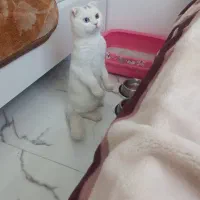پانسیون خانگی گربه