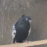 جفت نرماده|پرنده|اردکان, |دیوار