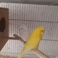 مرغ عشق هلندی گریدB جوجه داده