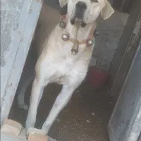 ماده پژدر شکم طلا