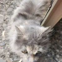 گربه|گربه|هشترود, |دیوار