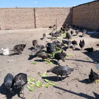 تخم نطفه دار بوقلمون برنز