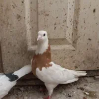 کفتر طوقی زردکاکلی ماده و طوقی سیاه کاکلی ماده