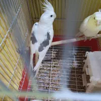 عروس هلندی نر دوکت آلبینو