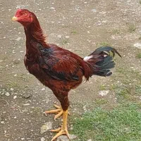 واگذاری جوجه خروس لاری با مرغ