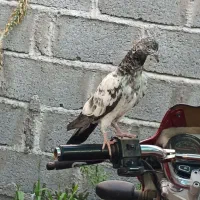 کفترپاکستانی